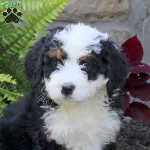 Milo, Mini Bernedoodle Puppy