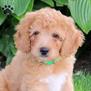 Milo, Cockapoo Puppy