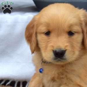 Milo, Golden Retriever Puppy