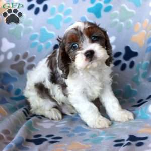 Milo, Cockapoo Puppy