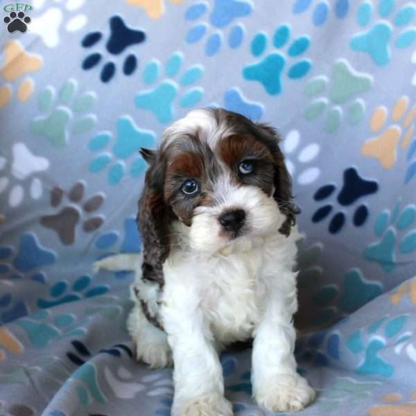 Milo, Cockapoo Puppy