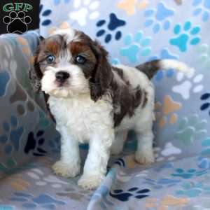 Milo, Cockapoo Puppy