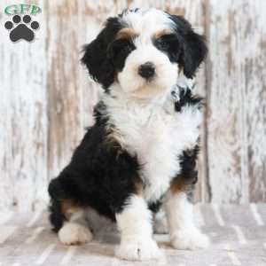 Mindy, Mini Bernedoodle Puppy