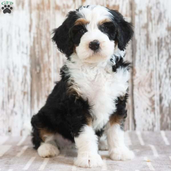 Mindy, Mini Bernedoodle Puppy