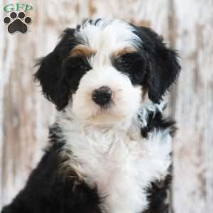 Mindy, Mini Bernedoodle Puppy