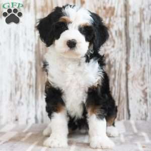 Mindy, Mini Bernedoodle Puppy