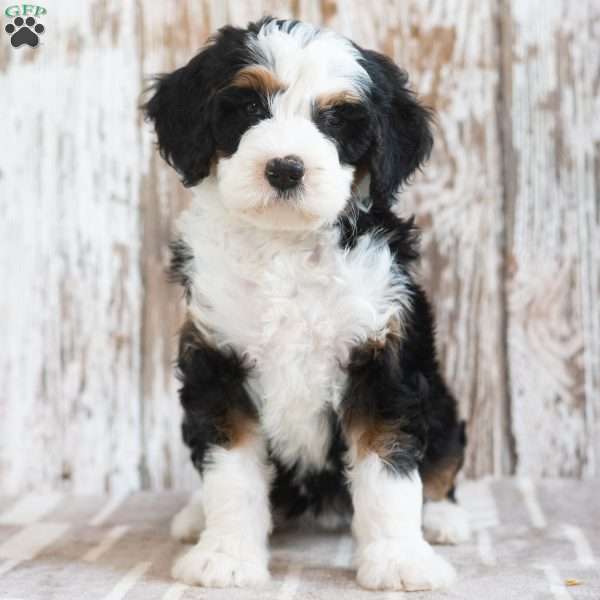 Mindy, Mini Bernedoodle Puppy