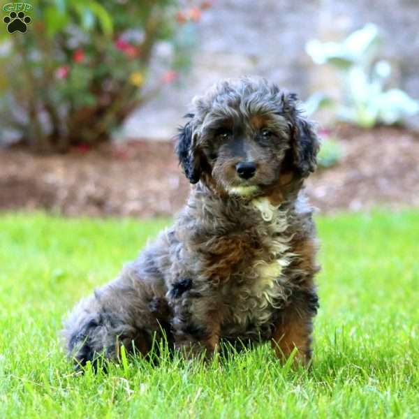 Mindy, Mini Goldendoodle Puppy