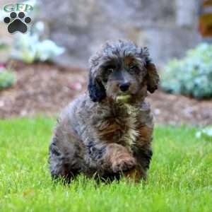 Mindy, Mini Goldendoodle Puppy