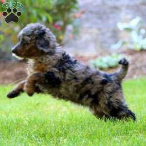 Mindy, Mini Goldendoodle Puppy