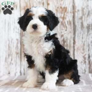 Mindy, Mini Bernedoodle Puppy