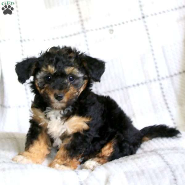 Mini Mouse, Havapoo Puppy