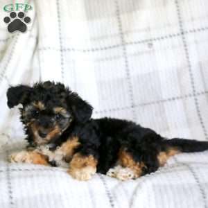 Mini Mouse, Havapoo Puppy