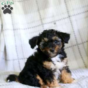 Mini Mouse, Havapoo Puppy