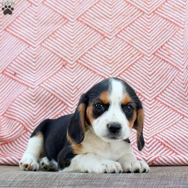 Minnie, Beaglier Puppy