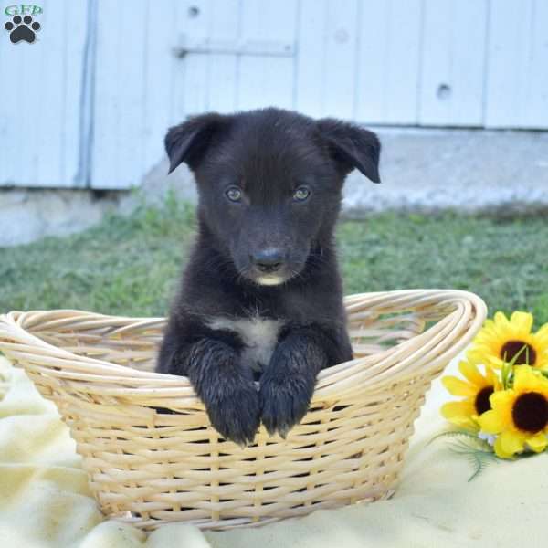 Minnie, German Shepherd Mix Puppy
