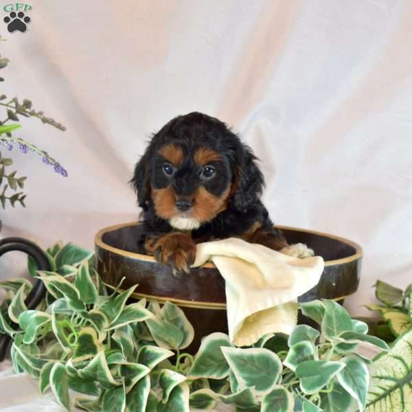 Minnie, Cavapoo Puppy