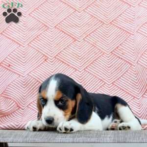 Minnie, Beaglier Puppy