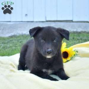 Minnie, German Shepherd Mix Puppy