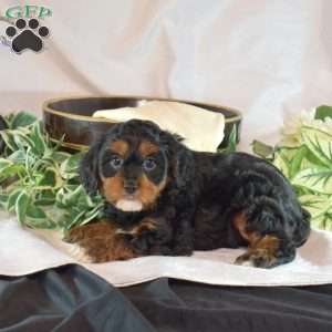 Minnie, Cavapoo Puppy