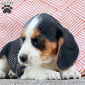 Minnie, Beaglier Puppy