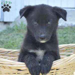 Minnie, German Shepherd Mix Puppy
