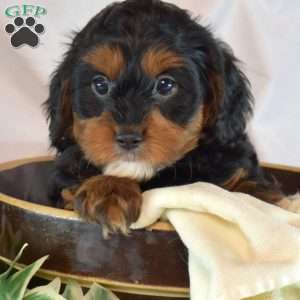 Minnie, Cavapoo Puppy