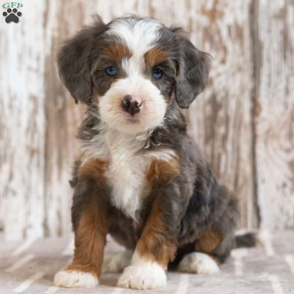 Minnie, Mini Bernedoodle Puppy