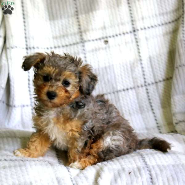 Miracle, Havapoo Puppy