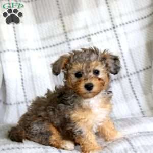 Miracle, Havapoo Puppy