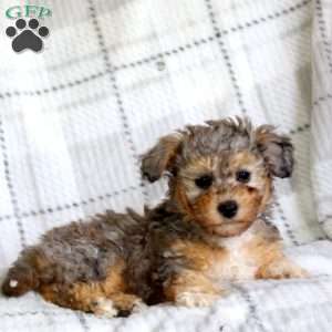 Miracle, Havapoo Puppy