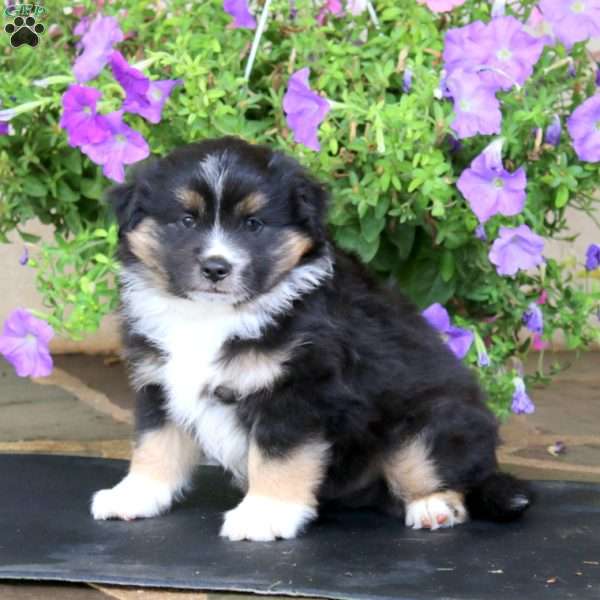 Mischief, Miniature Australian Shepherd Puppy