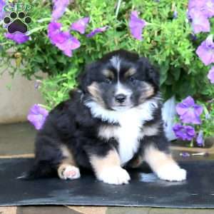 Mischief, Miniature Australian Shepherd Puppy
