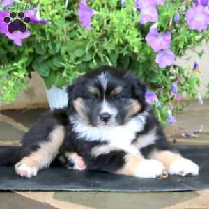 Mischief, Miniature Australian Shepherd Puppy