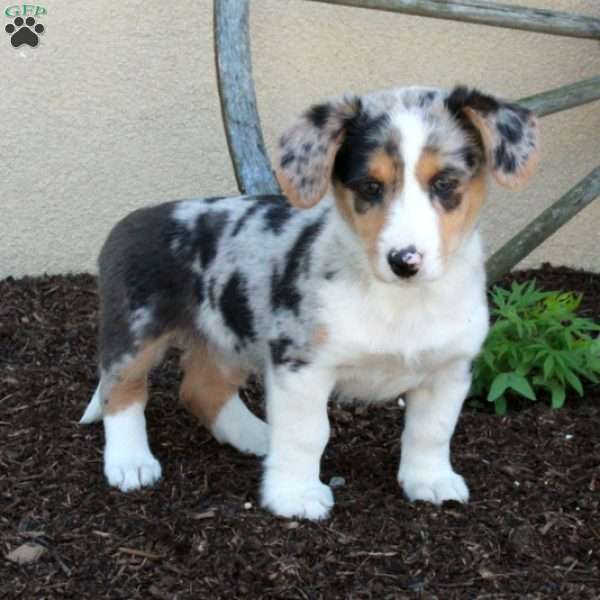 Missy, Miniature Australian Shepherd Mix Puppy