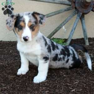Missy, Miniature Australian Shepherd Mix Puppy