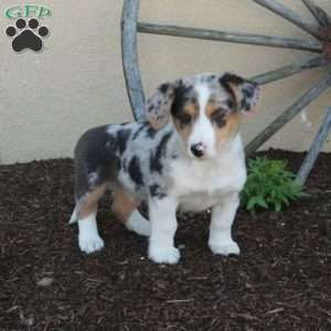 Missy, Miniature Australian Shepherd Mix Puppy