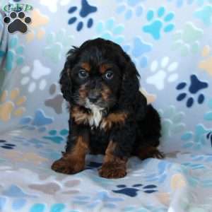 Missy, Cockapoo Puppy