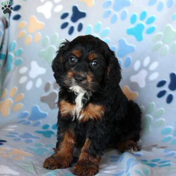 Missy, Cockapoo Puppy