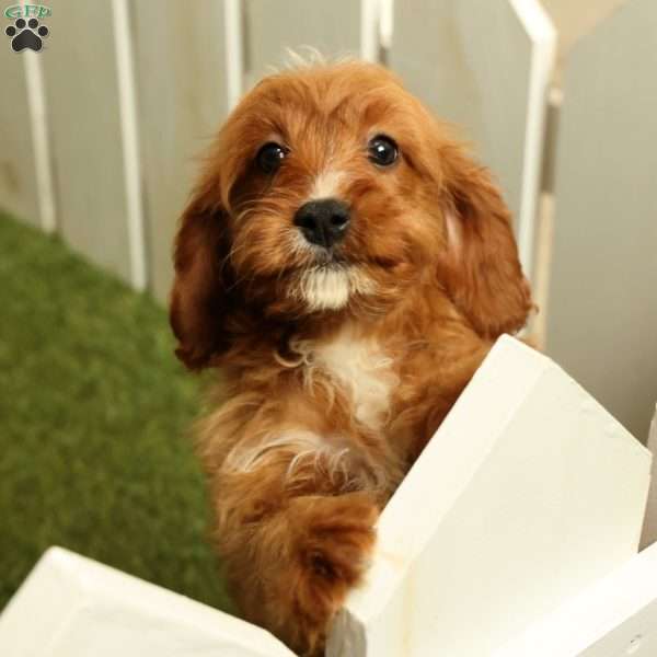 Mindy, Cavapoo Puppy