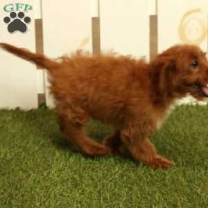 Mindy, Cavapoo Puppy