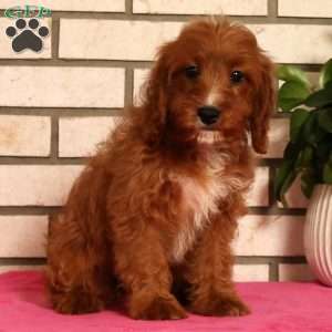 Mindy, Cavapoo Puppy