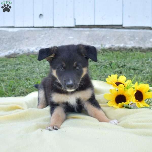 Misty, German Shepherd Mix Puppy