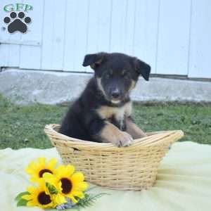 Misty, German Shepherd Mix Puppy