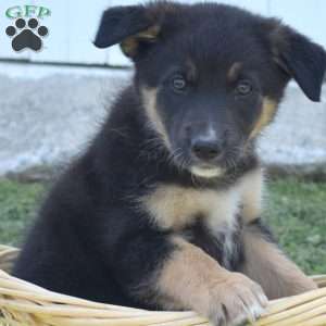 Misty, German Shepherd Mix Puppy