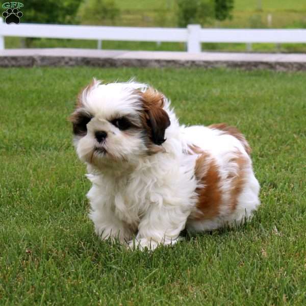 Misty, Shih Tzu Puppy