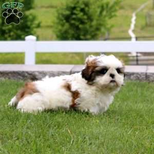 Misty, Shih Tzu Puppy