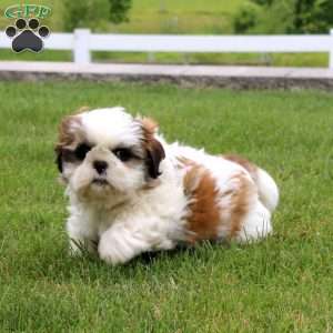 Misty, Shih Tzu Puppy