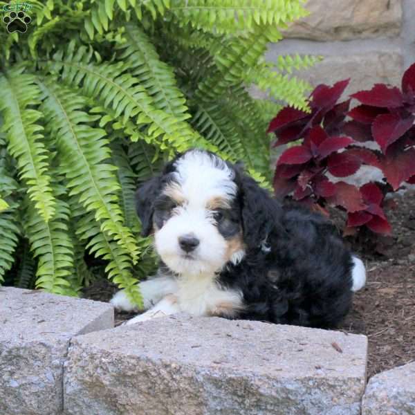 Mitch, Mini Bernedoodle Puppy