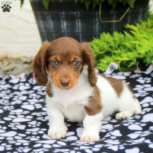 Mitch-Mini, Dachshund Puppy